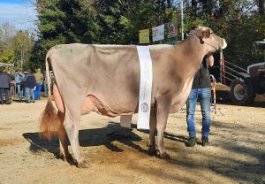 Grand Champion BS2_Hofstetters Biver Bonnie_Hofstetter Marco Entlebuch